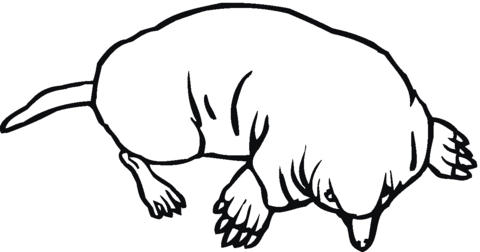 Mole 12 Coloring Page